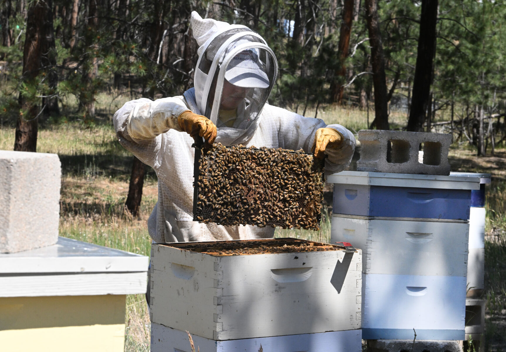 072824-life-bees 03.JPG